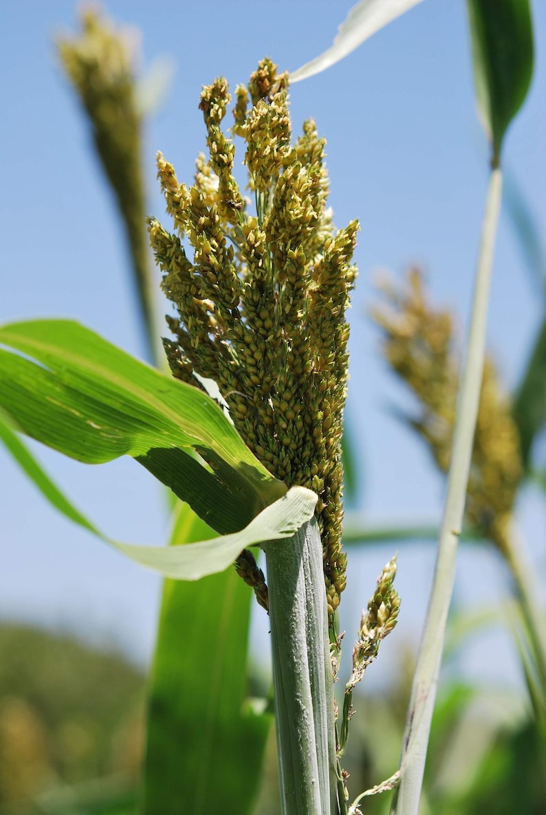May include: A sorghum plant stalk featuring a dense, upright panicle of small, golden-brown grains. The plant has a thick, light green stem and long, pointed green leaves extending outward, set against a clear, bright blue sky background.