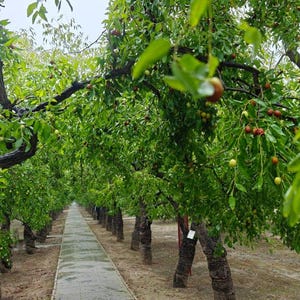 K&ouml;nnte beinhalten: Ein gerader Steinweg f&uuml;hrt durch einen Obstgarten mit Jujube-B&auml;umen, die dunkle, strukturierte St&auml;mme und leuchtend gr&uuml;ne Bl&auml;tter haben. Kleine, runde Fr&uuml;chte in Gr&uuml;n- und Rotbraunt&ouml;nen h&auml;ngen an den Zweigen und bilden ein dichtes Bl&auml;tterdach.