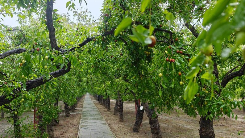 K&ouml;nnte beinhalten: Ein gerader Steinweg f&uuml;hrt durch einen Obstgarten mit Jujube-B&auml;umen, die dunkle, strukturierte St&auml;mme und leuchtend gr&uuml;ne Bl&auml;tter haben. Kleine, runde Fr&uuml;chte in Gr&uuml;n- und Rotbraunt&ouml;nen h&auml;ngen an den Zweigen und bilden ein dichtes Bl&auml;tterdach.