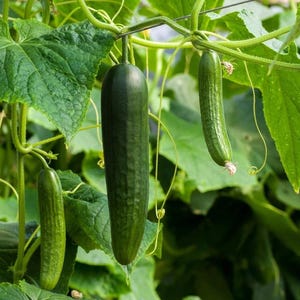 Puede incluir: Tres pepinos de color verde oscuro cuelgan de una enredadera con hojas grandes, texturizadas y de color verde claro, junto a zarcillos finos y rizados. Los pepinos son cil&iacute;ndricos con piel ligeramente rugosa y cuelgan de tallos finos.