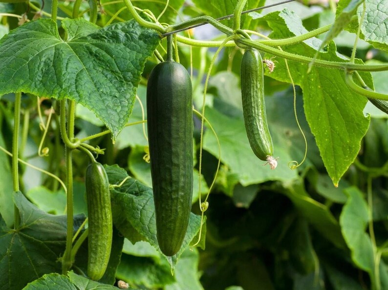 Puede incluir: Tres pepinos de color verde oscuro cuelgan de una enredadera con hojas grandes, texturizadas y de color verde claro, junto a zarcillos finos y rizados. Los pepinos son cil&iacute;ndricos con piel ligeramente rugosa y cuelgan de tallos finos.