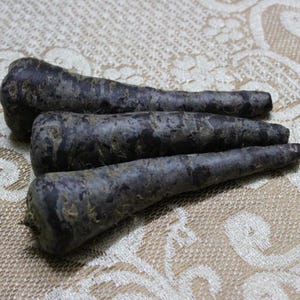 Más de 200 semillas de zanahoria negra, Daucus carota, zanahoria morada negra, hortaliza de raíz. imagen 9