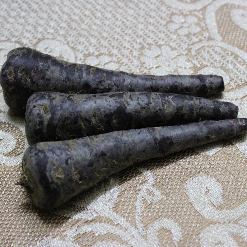 Más de 200 semillas de zanahoria negra, Daucus carota, zanahoria morada negra, hortaliza de raíz. imagen 9