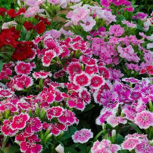 K&ouml;nnte beinhalten: Eine dichte Ansammlung von Dianthus-Bl&uuml;ten mit gezackten Bl&uuml;tenbl&auml;ttern in den Farben Dunkelrot, Magenta und zartem Rosa. Jede Bl&uuml;te zeigt einen deutlichen wei&szlig;en Rand an den Kanten, vor einem Hintergrund aus schmalen gr&uuml;nen Bl&auml;ttern.