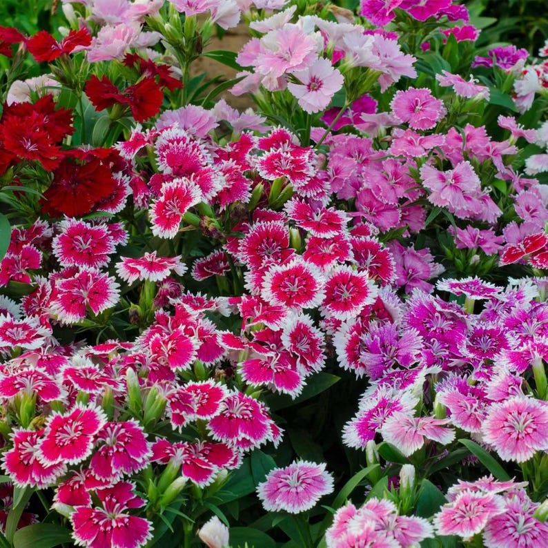 K&ouml;nnte beinhalten: Eine dichte Ansammlung von Dianthus-Bl&uuml;ten mit gezackten Bl&uuml;tenbl&auml;ttern in den Farben Dunkelrot, Magenta und zartem Rosa. Jede Bl&uuml;te zeigt einen deutlichen wei&szlig;en Rand an den Kanten, vor einem Hintergrund aus schmalen gr&uuml;nen Bl&auml;ttern.