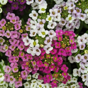 K&ouml;nnte beinhalten: Eine dichte Ansammlung kleiner, vierbl&auml;ttriger Bl&uuml;ten in den Farben Wei&szlig;, Hellrosa, tiefes Magenta und Dunkelviolett. Jede winzige Bl&uuml;te hat eine kleine, gelb-gr&uuml;ne Mitte, die ein lebendiges, mehrfarbiges Blumenmuster im Bild erzeugt.