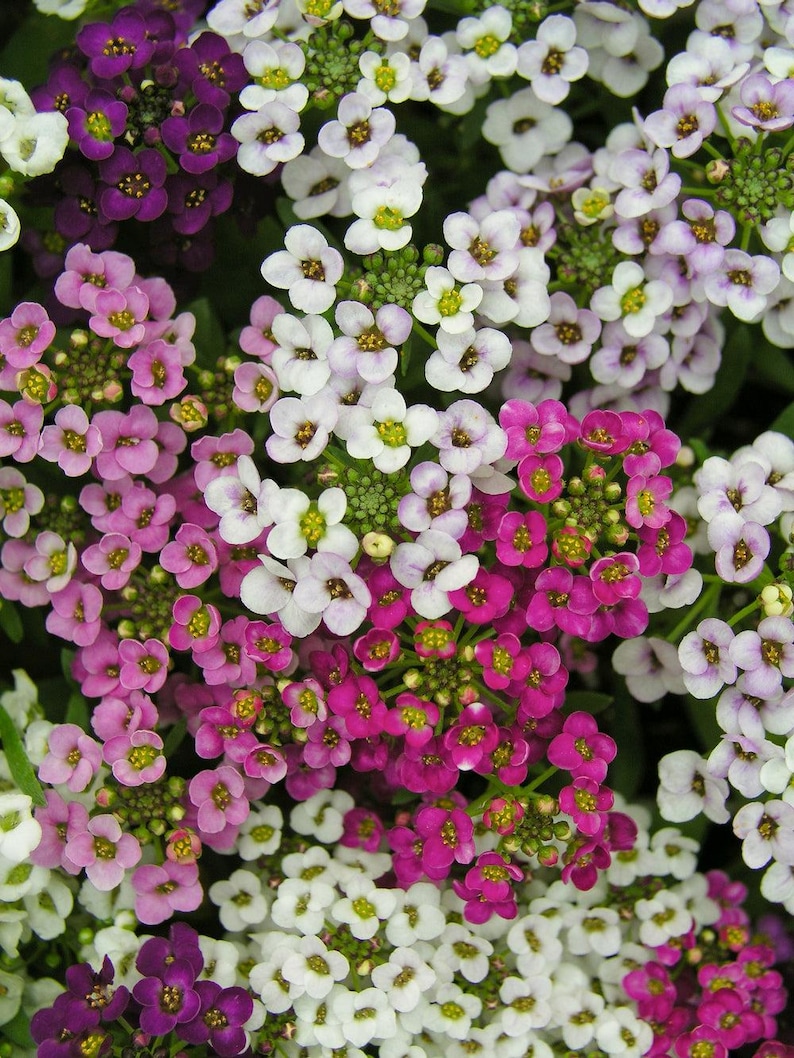 K&ouml;nnte beinhalten: Eine dichte Ansammlung kleiner, vierbl&auml;ttriger Bl&uuml;ten in den Farben Wei&szlig;, Hellrosa, tiefes Magenta und Dunkelviolett. Jede winzige Bl&uuml;te hat eine kleine, gelb-gr&uuml;ne Mitte, die ein lebendiges, mehrfarbiges Blumenmuster im Bild erzeugt.