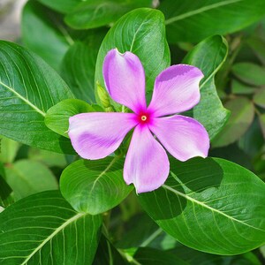 50-100 semi di pervinca del Madagascar, Catharanthus Roseus, semi di vinca rosa, semi di pianta ornamentale da giardino tropicale immagine 4
