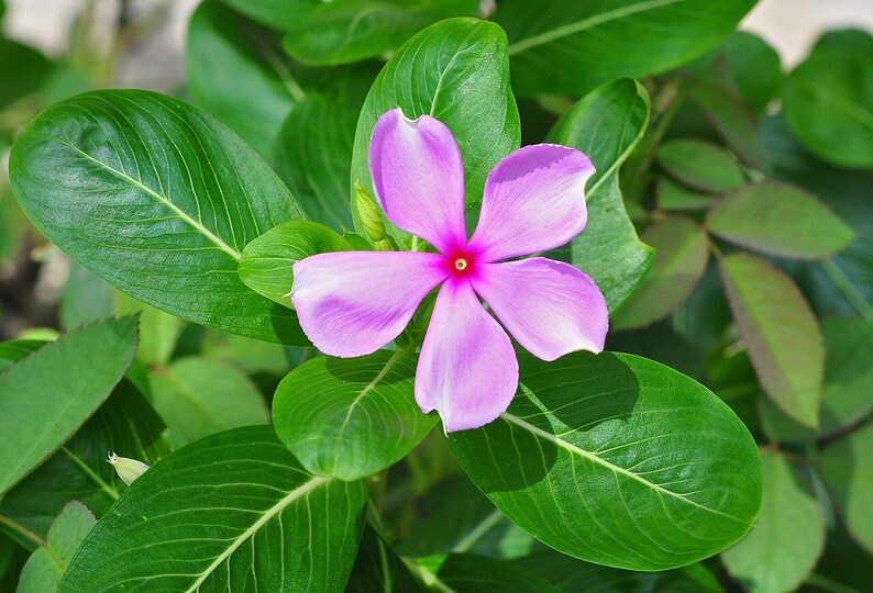 50-100 semi di pervinca del Madagascar, Catharanthus Roseus, semi di vinca rosa, semi di pianta ornamentale da giardino tropicale immagine 4