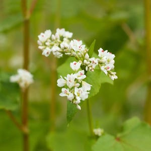 May include: A cluster of small white buckwheat flowers with delicate petals and tiny red centers, growing on a slender green stem with broad, heart-shaped green leaves visible in the background of the plant structure.