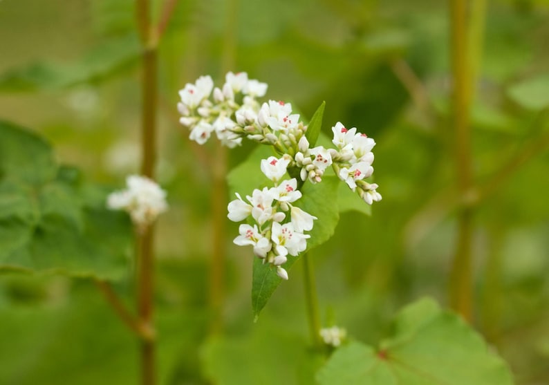 May include: A cluster of small white buckwheat flowers with delicate petals and tiny red centers, growing on a slender green stem with broad, heart-shaped green leaves visible in the background of the plant structure.