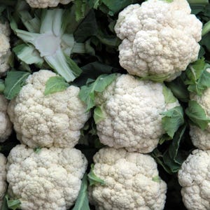 Meer dan 100 zaden van sneeuwbolbloemkool, Brassica oleracea, Kruisbloemigen afbeelding 8