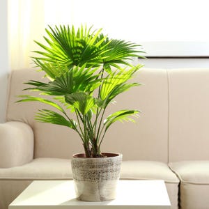 5-10 Chinese Fan Palm Seeds, Livistona chinensis, Fountain Palm image 9