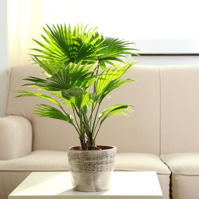 5-10 Chinese Fan Palm Seeds, Livistona chinensis, Fountain Palm image 9