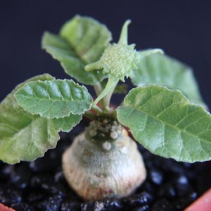 Puede incluir: Una peque&ntilde;a planta caudex con una base bulbosa de color claro y hojas verdes texturizadas. Un solo capullo de flor de color verde p&aacute;lido y forma de estrella se encuentra en el centro del follaje. La planta est&aacute; en tierra oscura y gruesa.