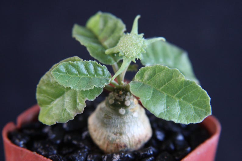 Puede incluir: Una peque&ntilde;a planta caudex con una base bulbosa de color claro y hojas verdes texturizadas. Un solo capullo de flor de color verde p&aacute;lido y forma de estrella se encuentra en el centro del follaje. La planta est&aacute; en tierra oscura y gruesa.