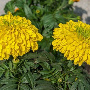 100+ Orange African Marigold Seeds, Tagetes Erecta, Giant Marigold, Large Orange Flowers, Summer Garden image 11