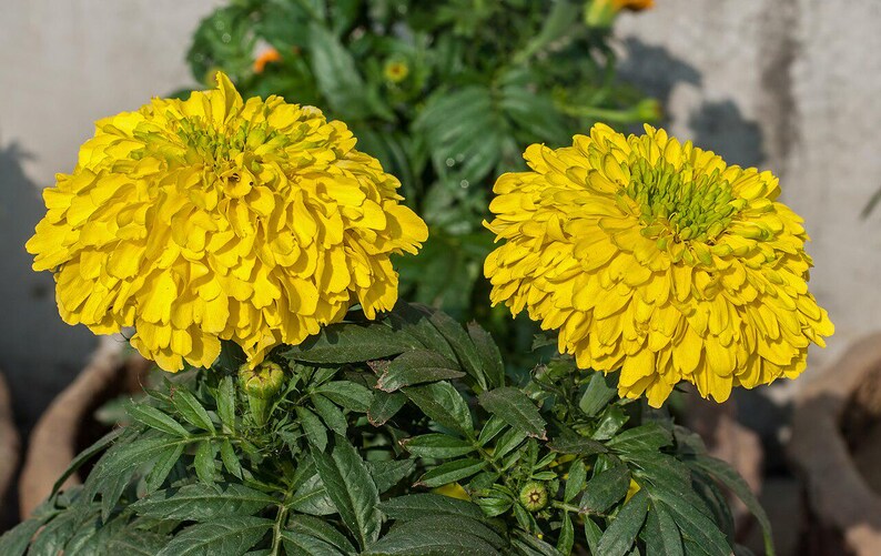 100+ Orange African Marigold Seeds, Tagetes Erecta, Giant Marigold, Large Orange Flowers, Summer Garden image 11