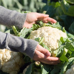 Meer dan 100 zaden van sneeuwbolbloemkool, Brassica oleracea, Kruisbloemigen afbeelding 9