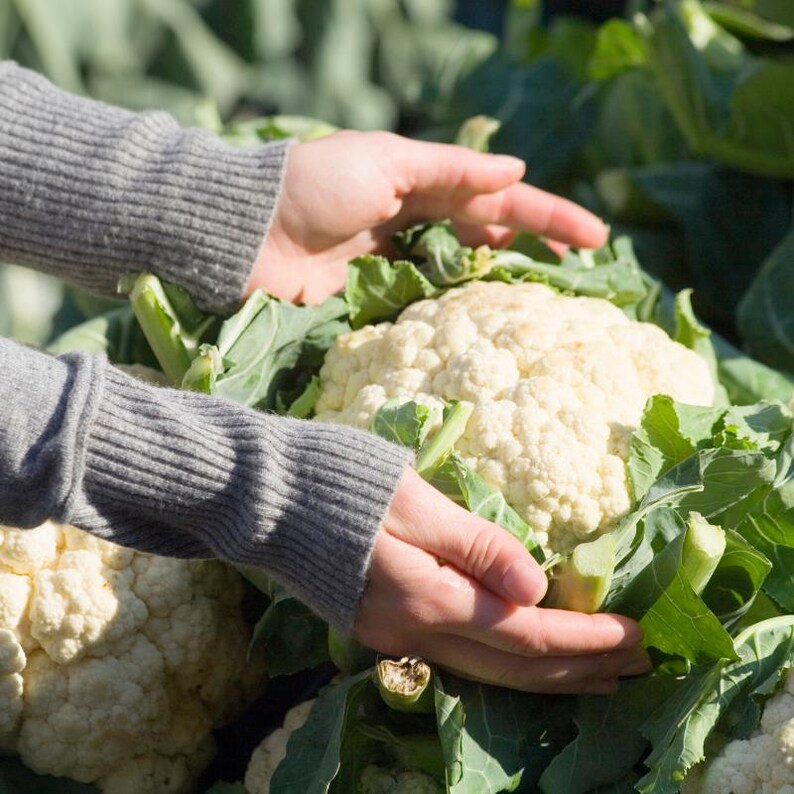 Meer dan 100 zaden van sneeuwbolbloemkool, Brassica oleracea, Kruisbloemigen afbeelding 9