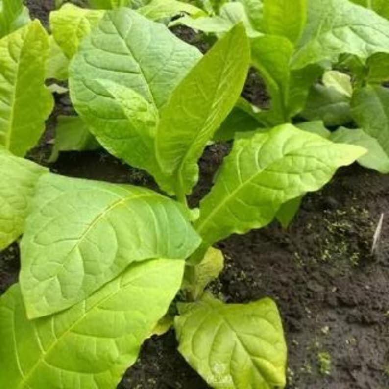 50-300 semillas de tabaco Virginia Gold Poland, Nicotiana tabacum imagen 10