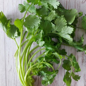 150+ Coriander Seeds, Coriandrum sativum, Cilantro Herb, Kinza image 5