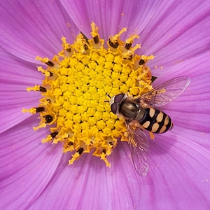 Über 100 Kosmeensamen, Kosmeen der Art Cosmos Bipinnatus, Kosmeen in verschiedenen Farben, rosa-weiße Blüten, Bauerngarten, bestäuberfreundliche Schnittblumensamen Bild 6