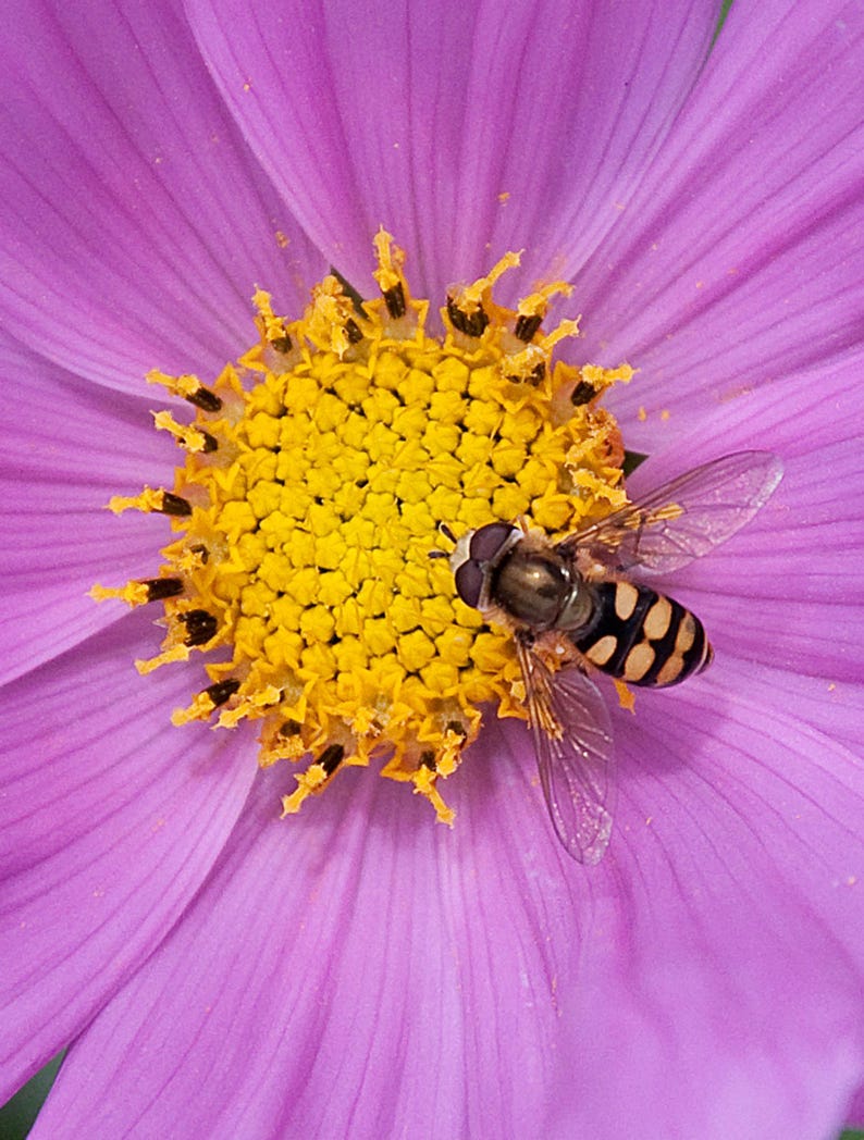 Über 100 Kosmeensamen, Kosmeen der Art Cosmos Bipinnatus, Kosmeen in verschiedenen Farben, rosa-weiße Blüten, Bauerngarten, bestäuberfreundliche Schnittblumensamen Bild 6