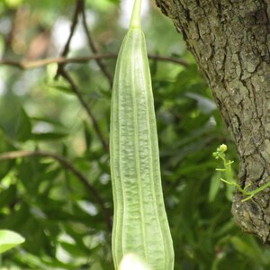 10+ lange groene ribbelpompoenzaden, Luffa acutangula, ribbelpompoen, Indiase groente afbeelding 6