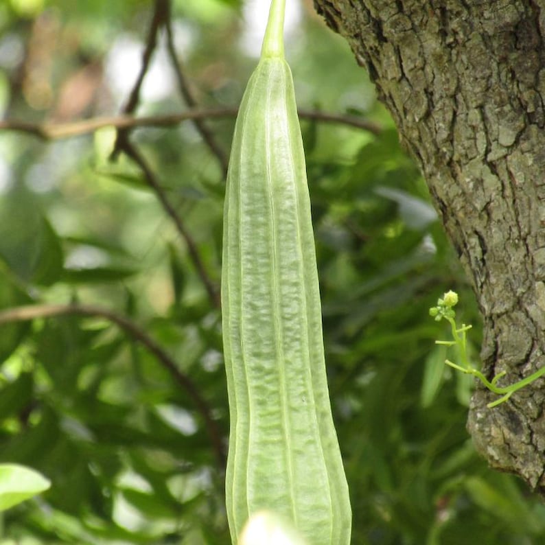 10+ lange groene ribbelpompoenzaden, Luffa acutangula, ribbelpompoen, Indiase groente afbeelding 6