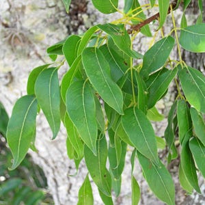 Pu&ograve; includere: Un grappolo di foglie pennate di un verde vibrante, con foglioline lisce, allungate e lanceolate attaccate a un fusto centrale. Il fogliame mostra venature verde chiaro prominenti e una consistenza lucida, che si estende da un tronco d'albero.