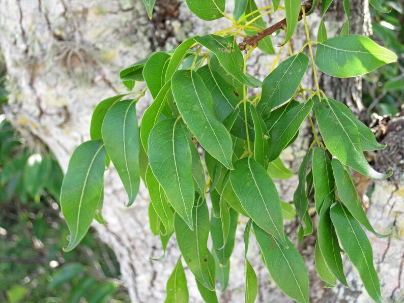 Pu&ograve; includere: Un grappolo di foglie pennate di un verde vibrante, con foglioline lisce, allungate e lanceolate attaccate a un fusto centrale. Il fogliame mostra venature verde chiaro prominenti e una consistenza lucida, che si estende da un tronco d'albero.