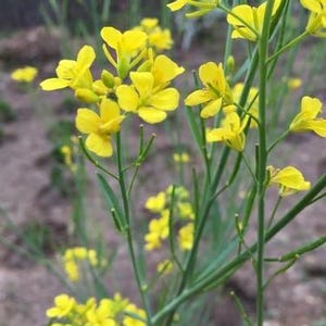 Puede incluir: Un grupo de flores de mostaza de color amarillo brillante que florecen en tallos verdes delgados. Las peque&ntilde;as flores de cuatro p&eacute;talos est&aacute;n dispuestas en racimos sueltos, con algunos capullos a&uacute;n cerrados y otros completamente abiertos, mostrando p&eacute;talos amarillos.