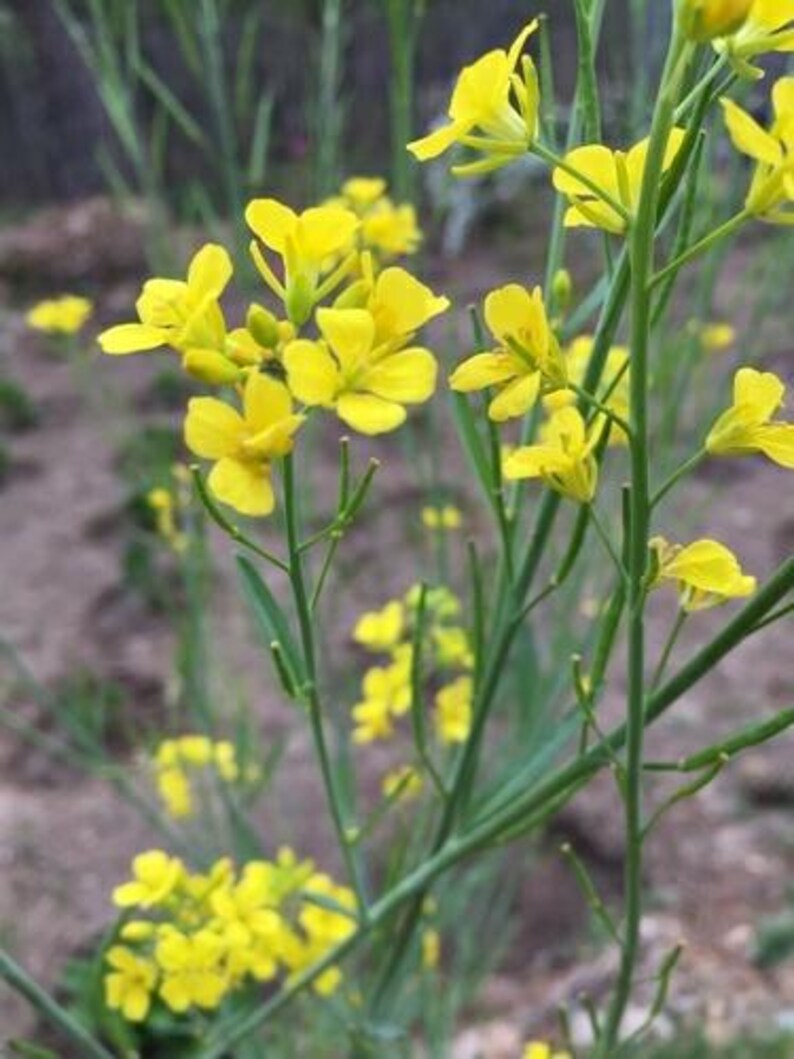 Puede incluir: Un grupo de flores de mostaza de color amarillo brillante que florecen en tallos verdes delgados. Las peque&ntilde;as flores de cuatro p&eacute;talos est&aacute;n dispuestas en racimos sueltos, con algunos capullos a&uacute;n cerrados y otros completamente abiertos, mostrando p&eacute;talos amarillos.