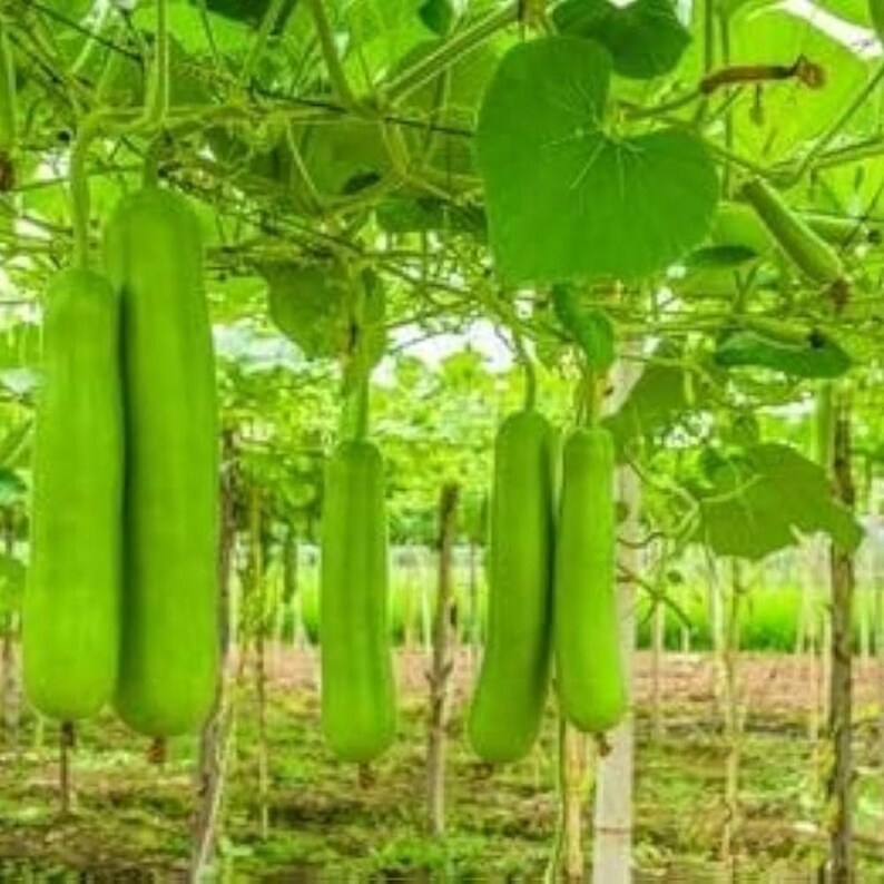10+ nasion melona długiego Durgesh Komal, melo Cucumis zdjęcie 1