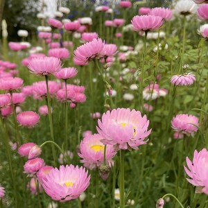 K&ouml;nnte beinhalten: Ein Feld mit leuchtend rosa Strohblumen mit gelben Mitten, die jeweils auf einem schlanken gr&uuml;nen Stiel stehen. Die Szene zeigt zahlreiche bl&uuml;hende Blumen in unterschiedlichen H&ouml;hen, durchsetzt mit kleinen wei&szlig;en Bl&uuml;ten und blauem Laub.