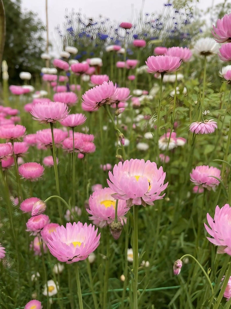 K&ouml;nnte beinhalten: Ein Feld mit leuchtend rosa Strohblumen mit gelben Mitten, die jeweils auf einem schlanken gr&uuml;nen Stiel stehen. Die Szene zeigt zahlreiche bl&uuml;hende Blumen in unterschiedlichen H&ouml;hen, durchsetzt mit kleinen wei&szlig;en Bl&uuml;ten und blauem Laub.