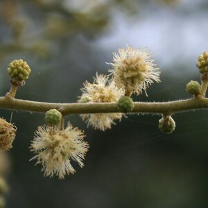 Puede incluir: Una rama delgada, de color marr&oacute;n claro y texturizada, que presenta varios capullos florales verdes, peque&ntilde;os y redondos, y flores esf&eacute;ricas, esponjosas y de color amarillo p&aacute;lido con p&eacute;talos finos que se extienden desde el centro.