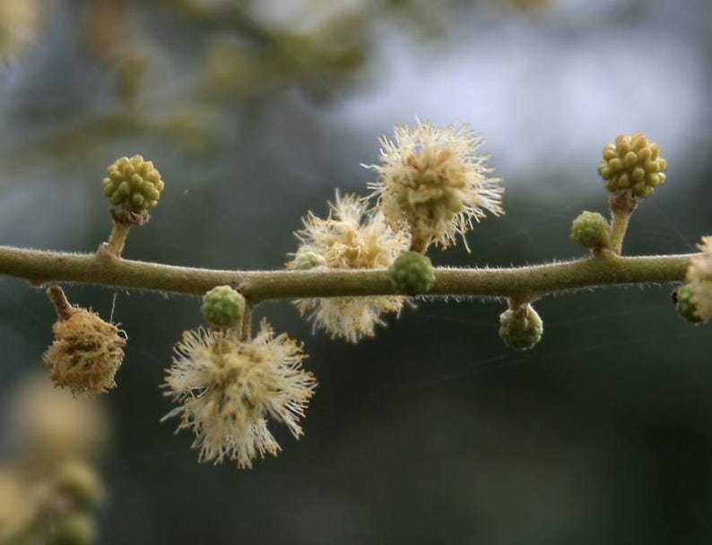 Puede incluir: Una rama delgada, de color marr&oacute;n claro y texturizada, que presenta varios capullos florales verdes, peque&ntilde;os y redondos, y flores esf&eacute;ricas, esponjosas y de color amarillo p&aacute;lido con p&eacute;talos finos que se extienden desde el centro.