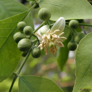 15+ Semi di Aegle marmelos, semi di Bael, semi di alberi da frutto tropicali, semi di frutta e bacche immagine 4