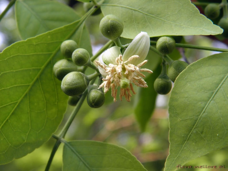 15+ Semi di Aegle marmelos, semi di Bael, semi di alberi da frutto tropicali, semi di frutta e bacche immagine 4