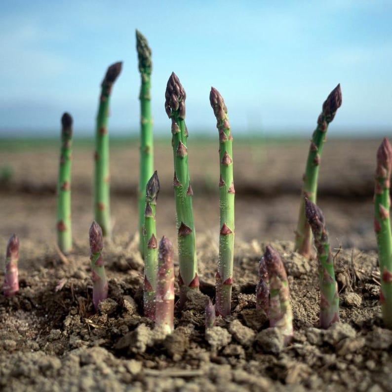 30-100 Shatavari Seeds, Asparagus Racemosus, Satavar, Wild Asparagus, Indian Asparagus, Herb Seeds image 3