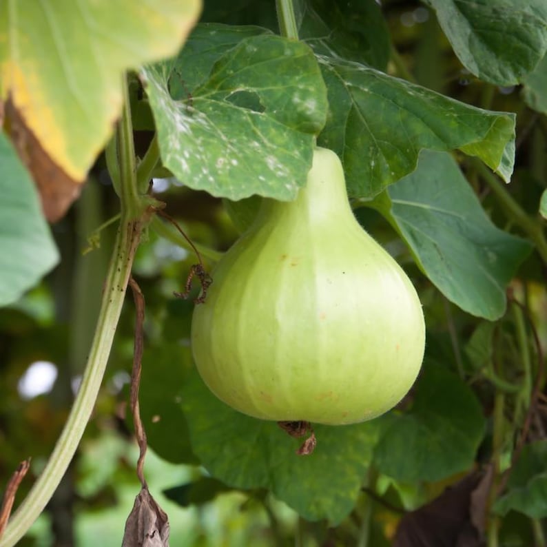 15+ Bottle gourd Lattu Seeds, Cucurbita, Pumpkins, gourds and melons image 8
