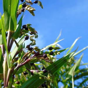 Op de afbeelding: Een Jobstranenplant met lange, puntige groene bladeren en donkerpaarse, bolvormige zaden gegroepeerd aan dunne stengels. De plant toont een mix van rijpe, glanzend zwart-paarse korrels en zich ontwikkelende lichtgroene kafjes tegen een blauwe lucht.