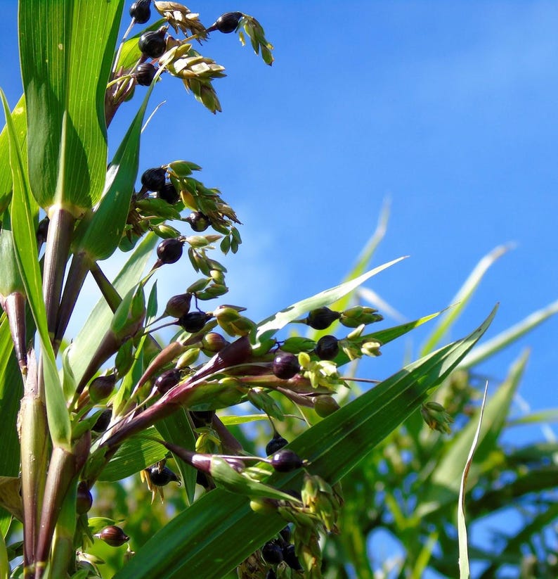 Op de afbeelding: Een Jobstranenplant met lange, puntige groene bladeren en donkerpaarse, bolvormige zaden gegroepeerd aan dunne stengels. De plant toont een mix van rijpe, glanzend zwart-paarse korrels en zich ontwikkelende lichtgroene kafjes tegen een blauwe lucht.