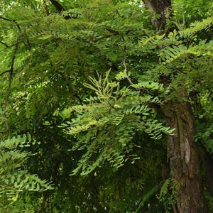 Puede incluir: Un &aacute;rbol con un tronco marr&oacute;n oscuro texturizado y un follaje verde denso y vibrante. Las ramas est&aacute;n cubiertas de peque&ntilde;as hojas compuestas ovaladas dispuestas en pares a lo largo de tallos delgados, con racimos de flores verde claro entre las hojas.