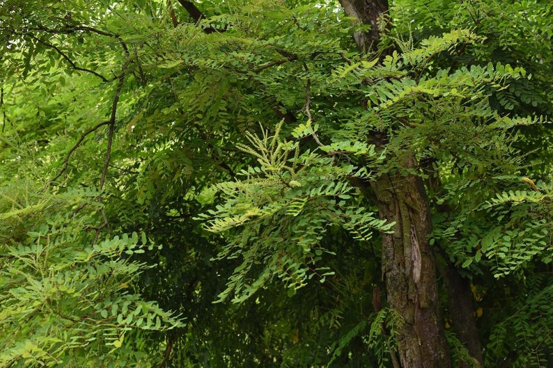 Puede incluir: Un &aacute;rbol con un tronco marr&oacute;n oscuro texturizado y un follaje verde denso y vibrante. Las ramas est&aacute;n cubiertas de peque&ntilde;as hojas compuestas ovaladas dispuestas en pares a lo largo de tallos delgados, con racimos de flores verde claro entre las hojas.