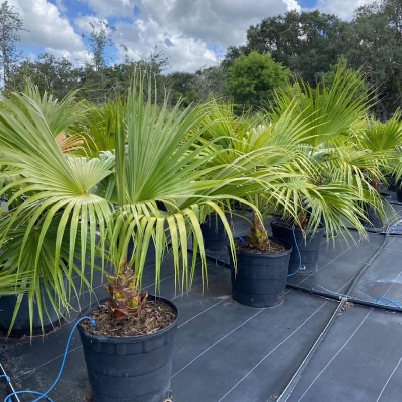5-10 Chinese Fan Palm Seeds, Livistona chinensis, Fountain Palm image 2