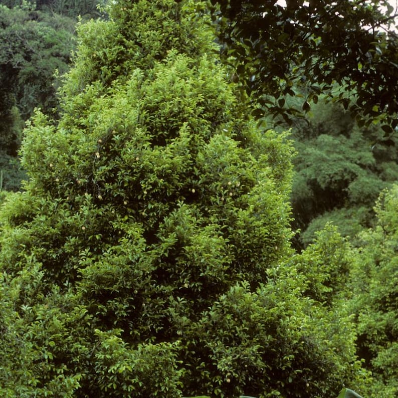 3+ semillas de nuez moscada, Myristica fragrans, árbol de nuez moscada, árbol de especias tropicales imagen 5