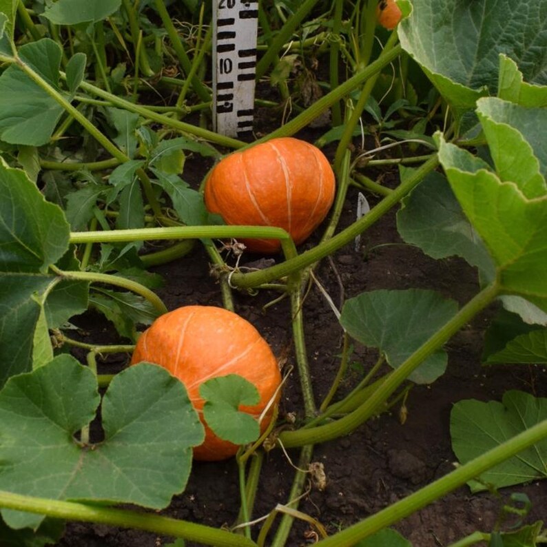 15+ Orange Kürbiskerne, Cucurbita orange, Kürbisse, Flaschenkürbisse und Melonen Bild 5